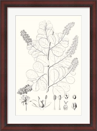 Framed Illustrative Leaves IV Print