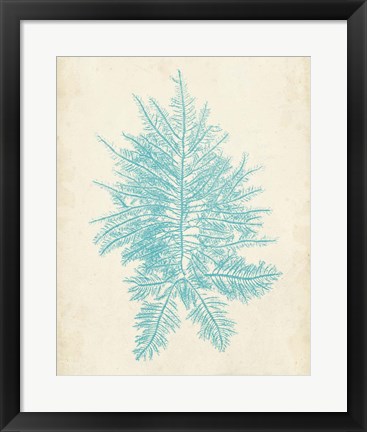 Framed Aquamarine Seaweed III Print