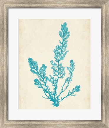Framed Aquamarine Seaweed VI Print
