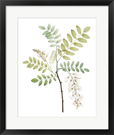 Framed Soft Green Botanical I Print