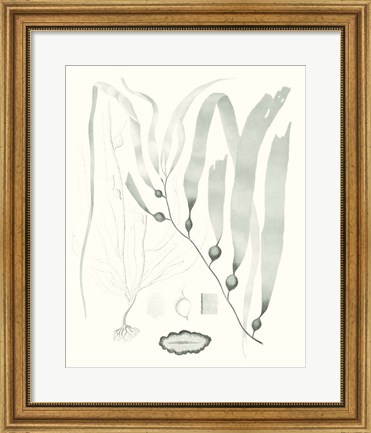 Framed Sage Green Seaweed III Print