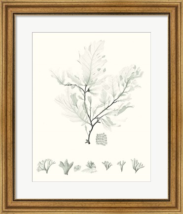 Framed Sage Green Seaweed VII Print