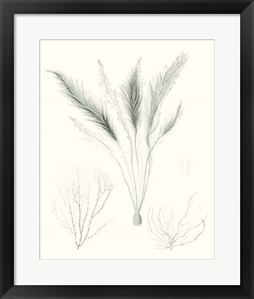 Framed Sage Green Seaweed VIII Print