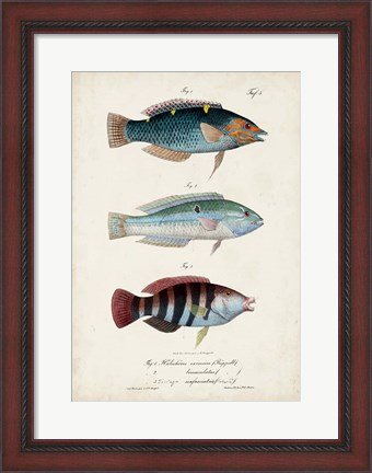 Framed Antique Fish Trio III Print