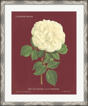 Framed Yellow Rose Pomegranate Print