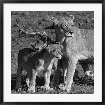 Framed Lioness and Cubs Print