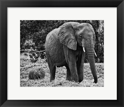 Framed Mama and Baby Elephant I Print