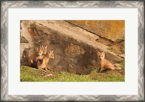 Framed Fox Cubs I Print