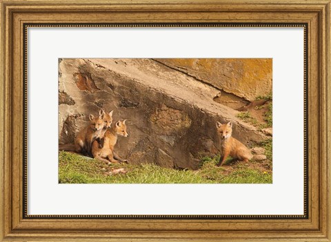 Framed Fox Cubs I Print