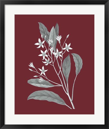 Framed Pomegranate Botanical V Print