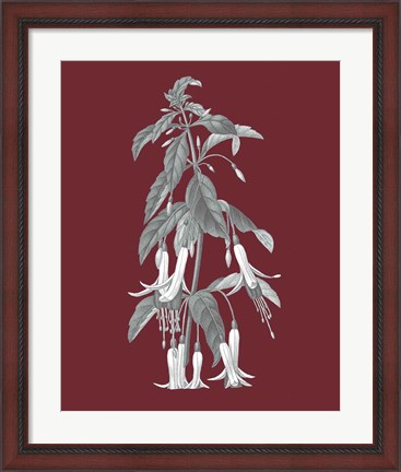 Framed Pomegranate Botanical I Print