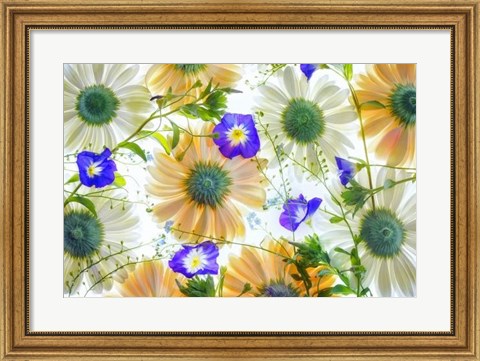 Framed Gerbera flowers and Blue Ensign Print