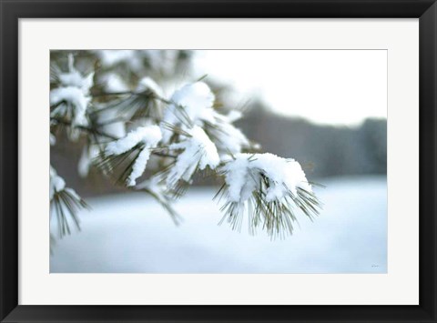 Framed Frosted White Pine Print