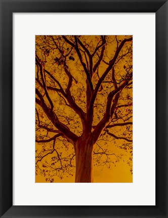 Framed Orange Glow Print