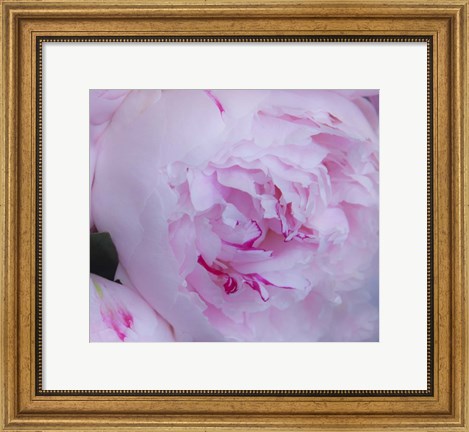 Framed Pink Flower Print
