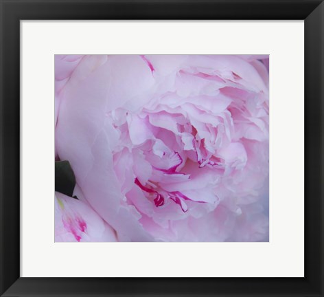 Framed Pink Flower Print