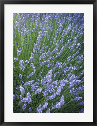 Framed Purple Wildflowers Print