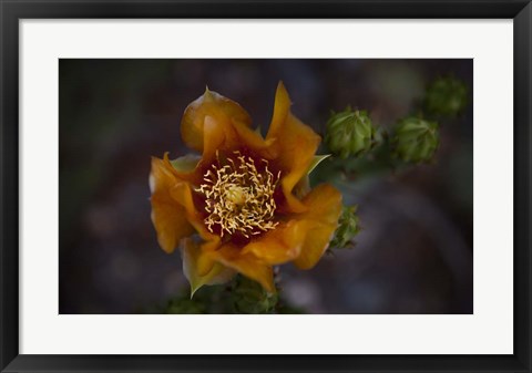 Framed Close Up of Orange Flower Print
