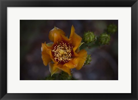 Framed Close Up of Orange Flower Print