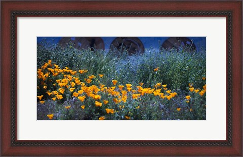 Framed Field of Orange Flowers Print