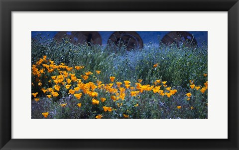 Framed Field of Orange Flowers Print