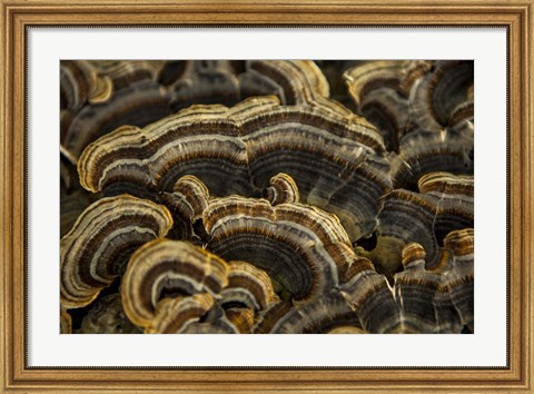 Framed Shades of Brown Print