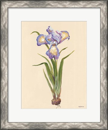 Framed Blue Iris Print