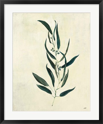Framed Botanical Study VI Print
