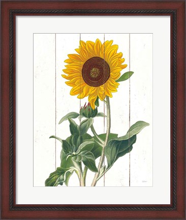 Framed Cottage Sunflower Print