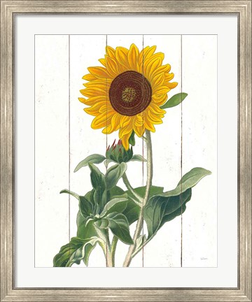 Framed Cottage Sunflower Print