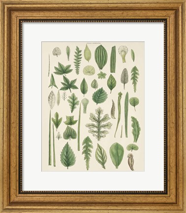 Framed Assortment of Leaves II No Numbers Print