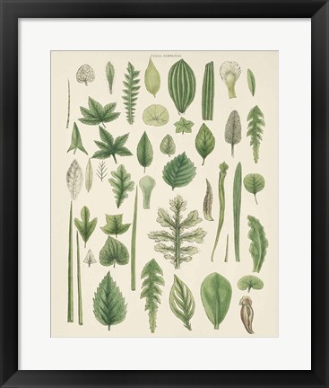 Framed Assortment of Leaves II No Numbers Print