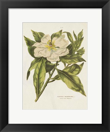 Framed Herbal Botanical II Flower Print