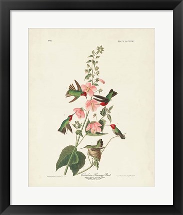 Framed Pl 425 Columbian Hummingbird Print