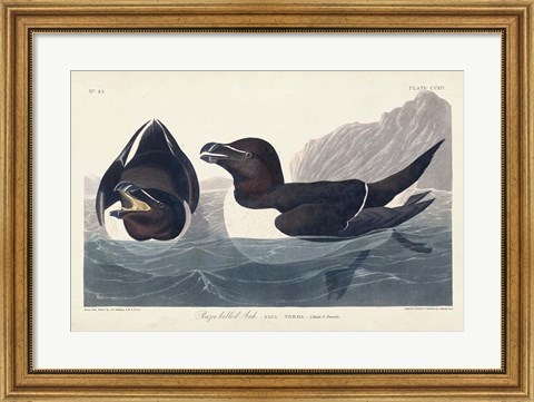 Framed Pl 214 Razor-billed Auk Print