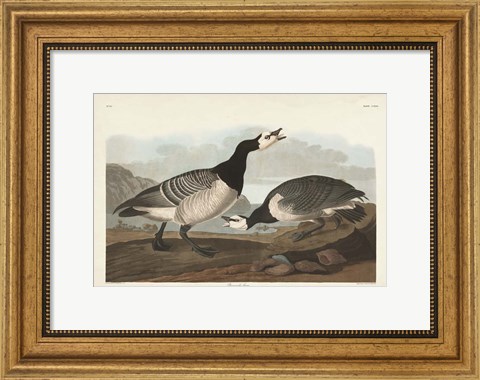 Framed Pl 296 Barnacle Goose Print