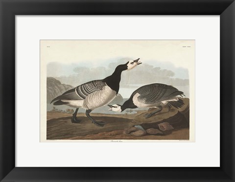 Framed Pl 296 Barnacle Goose Print