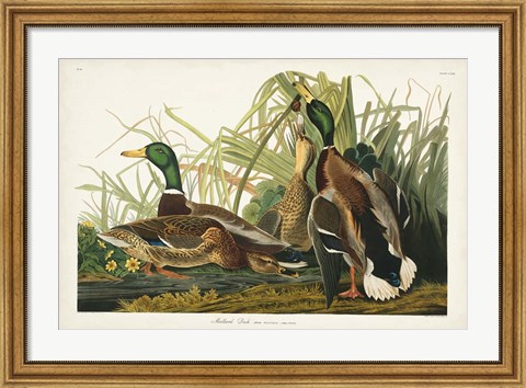 Framed Pl 221 Mallard Duck Print