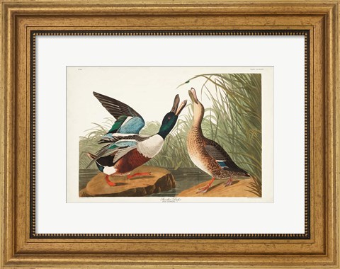 Framed Pl 327 Shoveller Duck Print