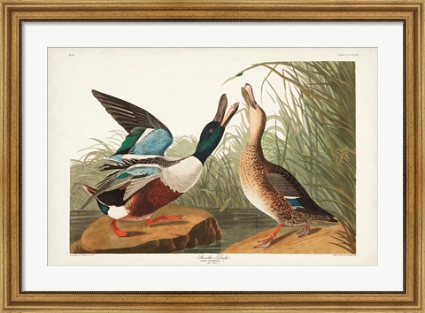 Framed Pl 327 Shoveller Duck Print