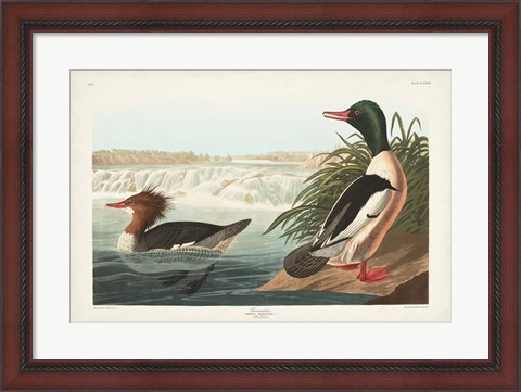 Framed Pl 331 Goosander Duck Print
