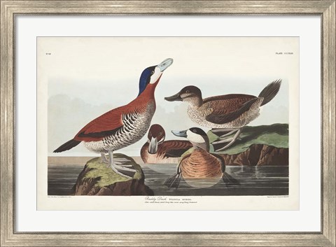 Framed Pl 343 Ruddy Duck Print