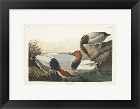 Framed Pl 301 Canvas-backed Duck Print