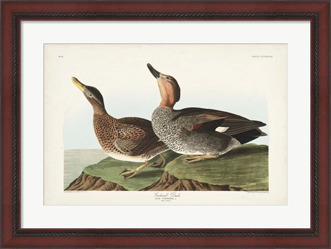 Framed Pl 348 Galdwell Duck Print