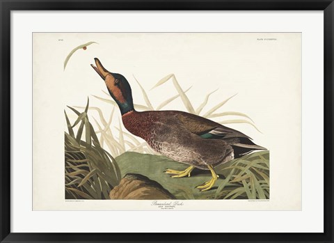 Framed Pl 338 Bemaculated Duck Print