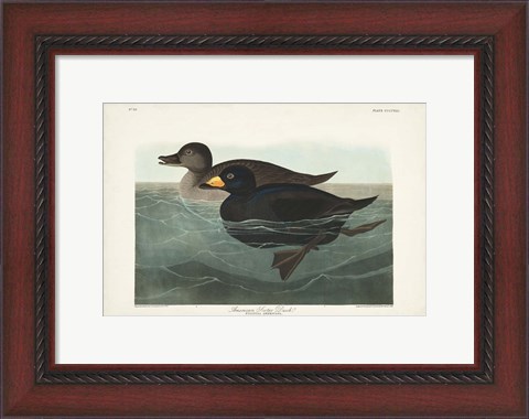 Framed Pl 408 American Scoter Duck Print