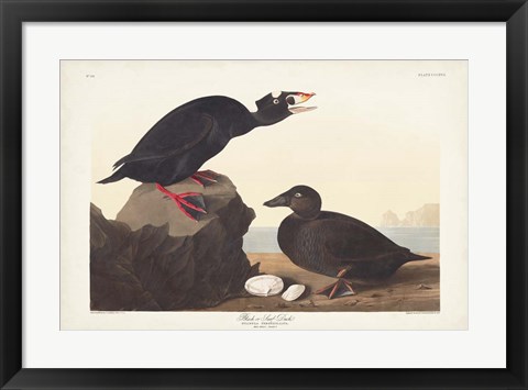 Framed Pl 317 Black or Surf Duck Print
