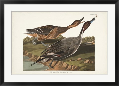 Framed Pl 227 Pin-tailed Duck Print