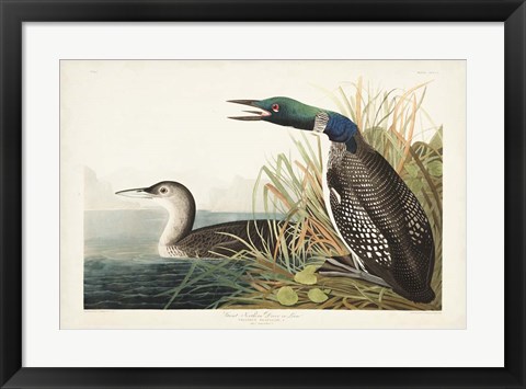 Framed Pl 306 Great Northern Diver or Loon Print