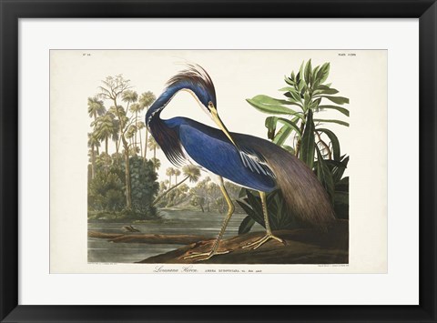 Framed Pl 217 Louisiana Heron Print